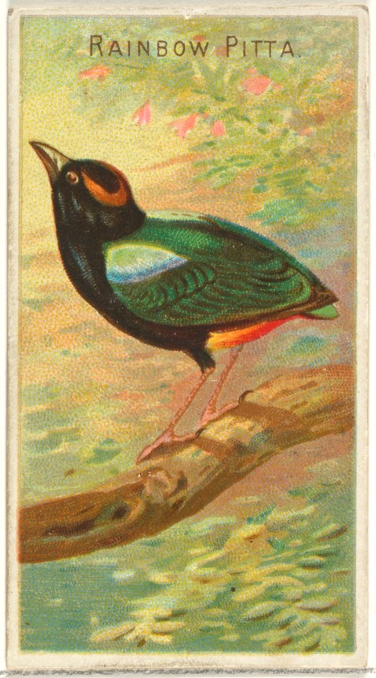Rainbow Pitta, from the Birds of the Tropics series (N5) for Allen & Ginter Cigarettes Brands MET DP829129