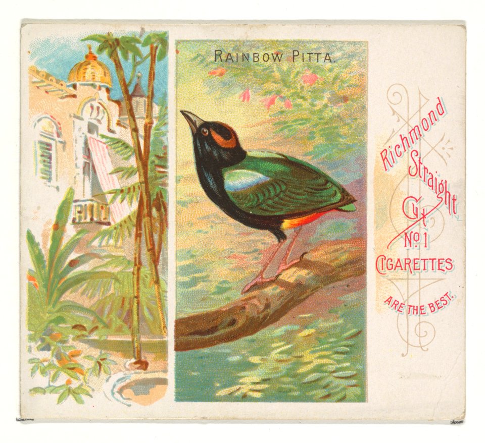 Rainbow Pitta, from Birds of the Tropics series (N38) for Allen & Ginter Cigarettes MET DP839038