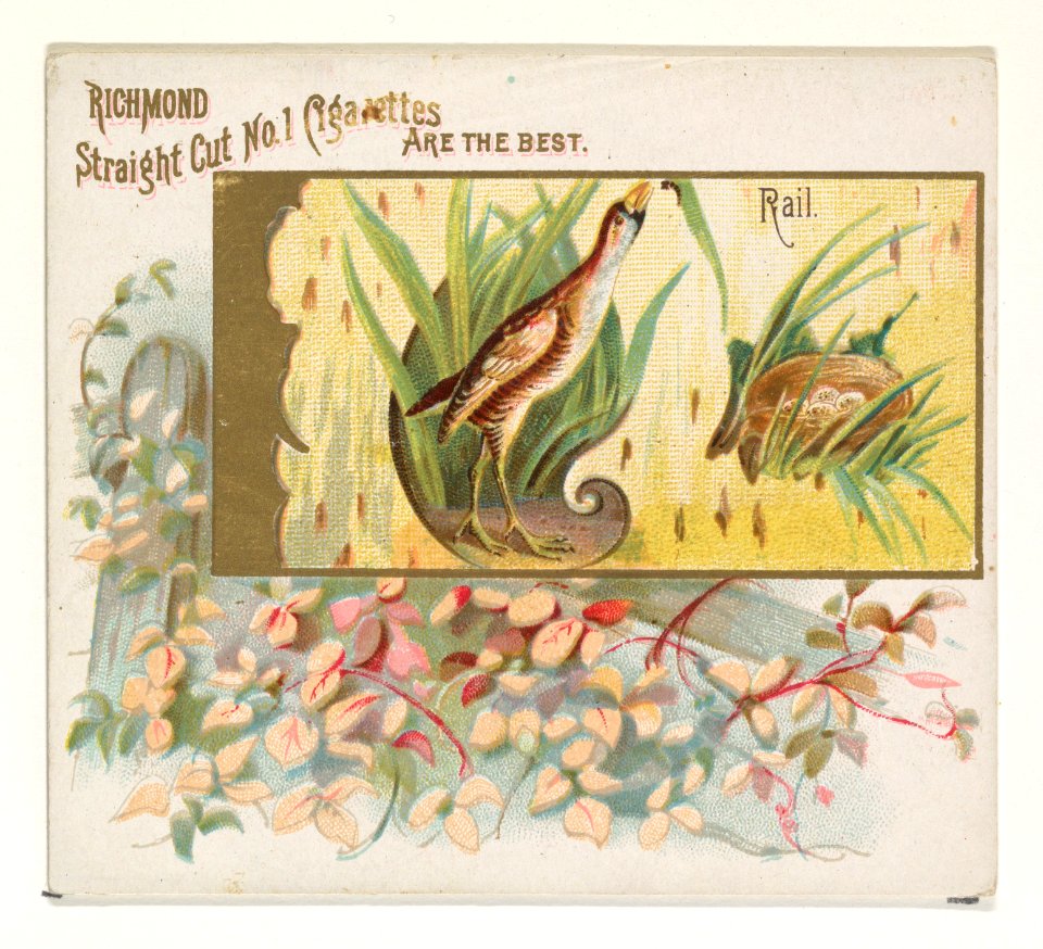 Rail, from the Game Birds series (N40) for Allen & Ginter Cigarettes MET DP839177