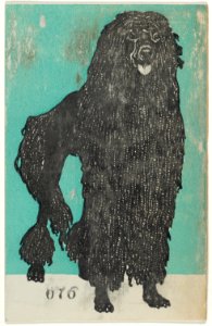 Poodle MET DP844717