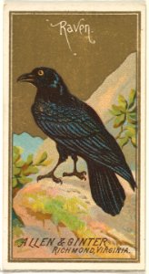 Raven, from the Birds of America series (N4) for Allen & Ginter Cigarettes Brands MET DP828738