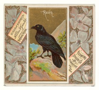 Raven, from the Birds of America series (N37) for Allen & Ginter Cigarettes MET DP838990