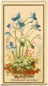 Quaker Lady (Houstonia caerulea), from the Flowers series for Old Judge Cigarettes MET DP822022