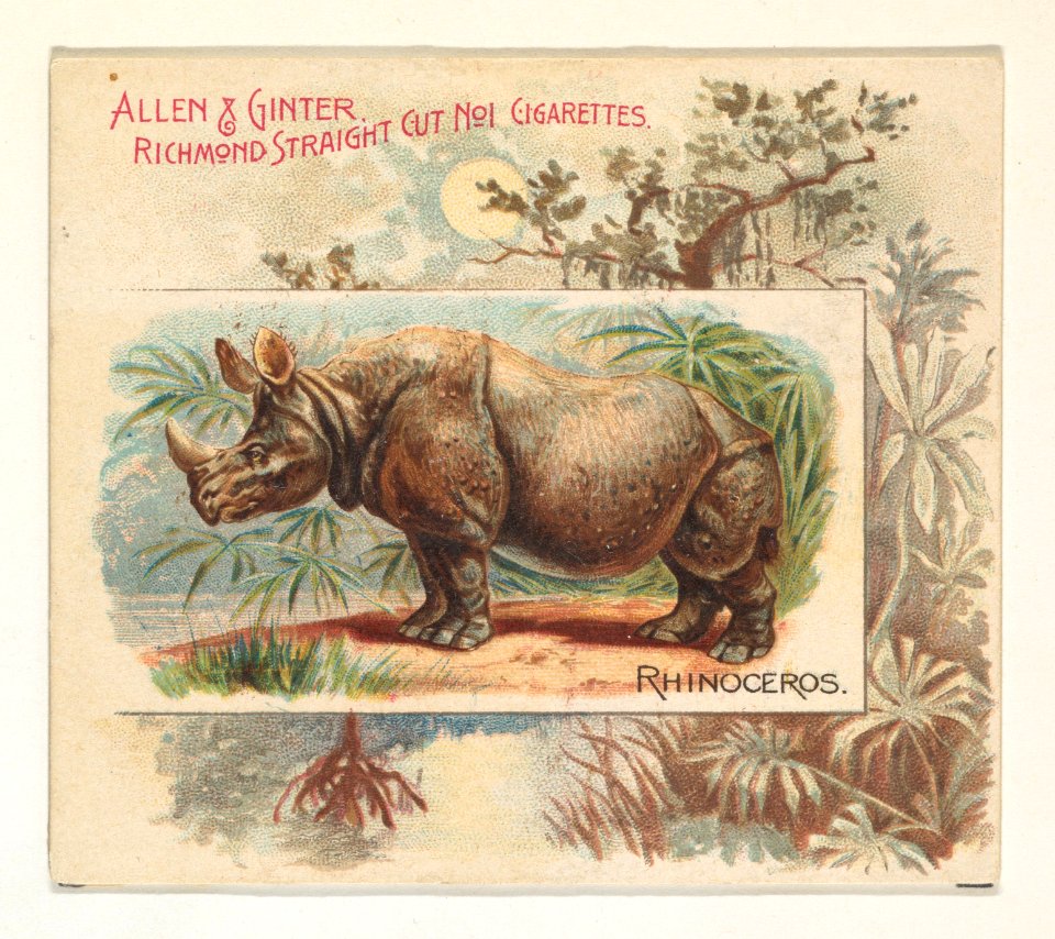 Rhinoceros, from Quadrupeds series (N41) for Allen & Ginter Cigarettes MET DP839234