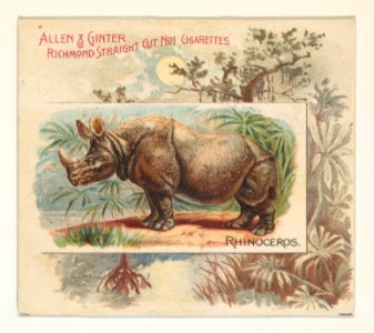 Rhinoceros, from Quadrupeds series (N41) for Allen & Ginter Cigarettes MET DP839234