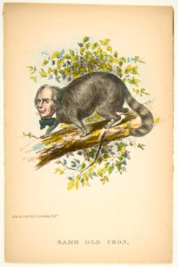 Same Old Coon (Henry Clay), from The Comic Natural History of the Human Race MET DP813070