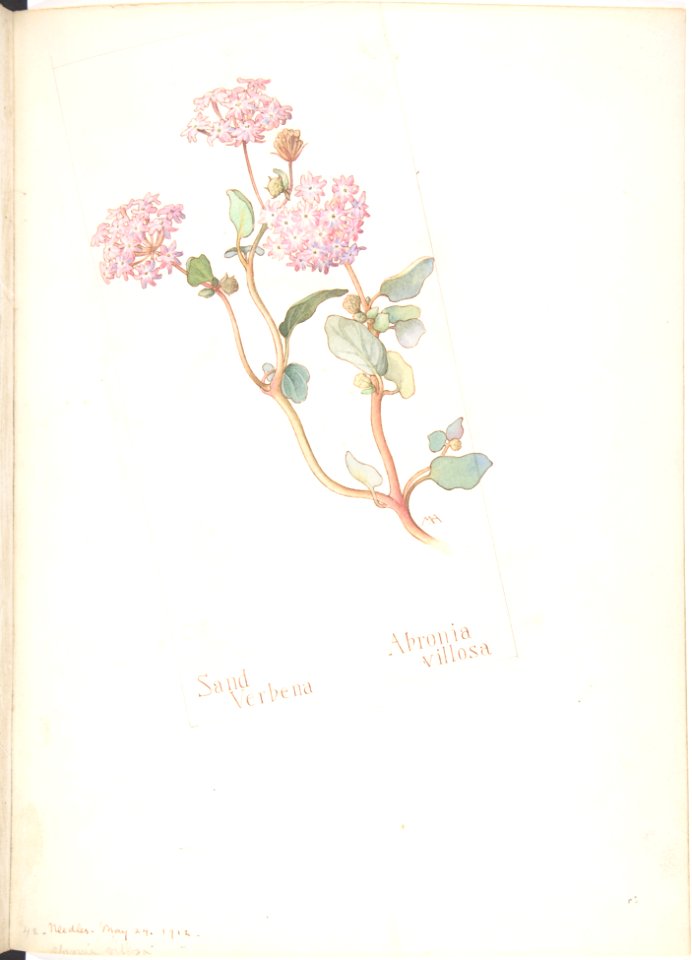 Sand Verbena, Abronia villosa MET DP808534
