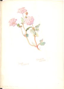 Sand Verbena, Abronia villosa MET DP808534