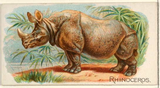 Rhinoceros, from the Quadrupeds series (N21) for Allen & Ginter Cigarettes MET DP835142