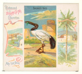 Sacred Ibis, from Birds of the Tropics series (N38) for Allen & Ginter Cigarettes MET DP839043