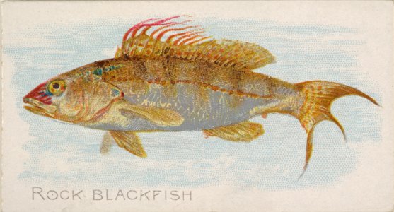 Rock Blackfish, from the Fish from American Waters series (N8) for Allen & Ginter Cigarettes Brands MET DP830406
