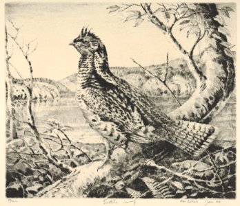 Ruffled Grouse MET DP832893