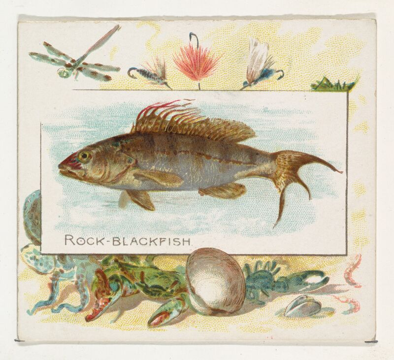 Rock Blackfish, from Fish from American Waters series (N39) for Allen & Ginter Cigarettes MET DP839107