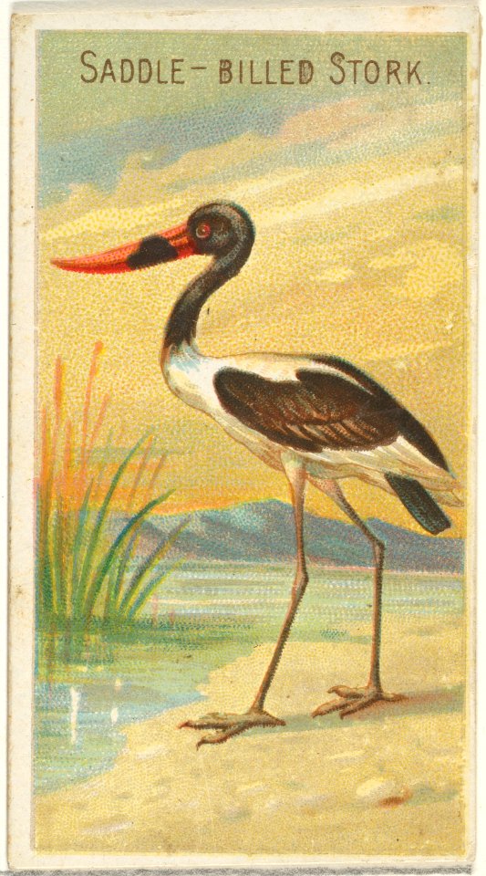 Saddle-Billed Stork, from the Birds of the Tropics series (N5) for Allen & Ginter Cigarettes Brands MET DP829138