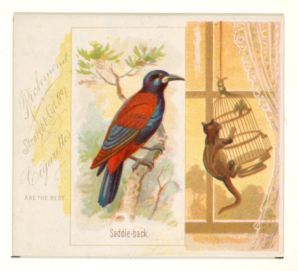 Saddle-back, from the Song Birds of the World series (N42) for Allen & Ginter Cigarettes MET DP839280