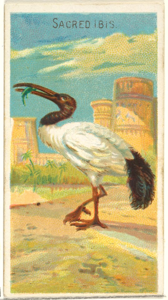 Sacred Ibis, from the Birds of the Tropics series (N5) for Allen & Ginter Cigarettes Brands MET DP829162