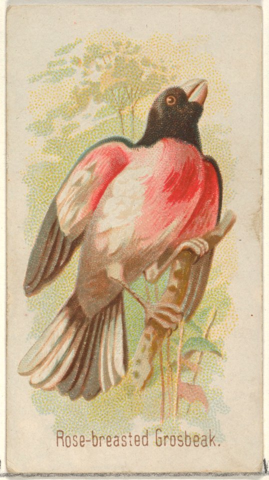 Rose-breasted Grosbeak, from the Song Birds of the World series (N23) for Allen & Ginter Cigarettes MET DP835293