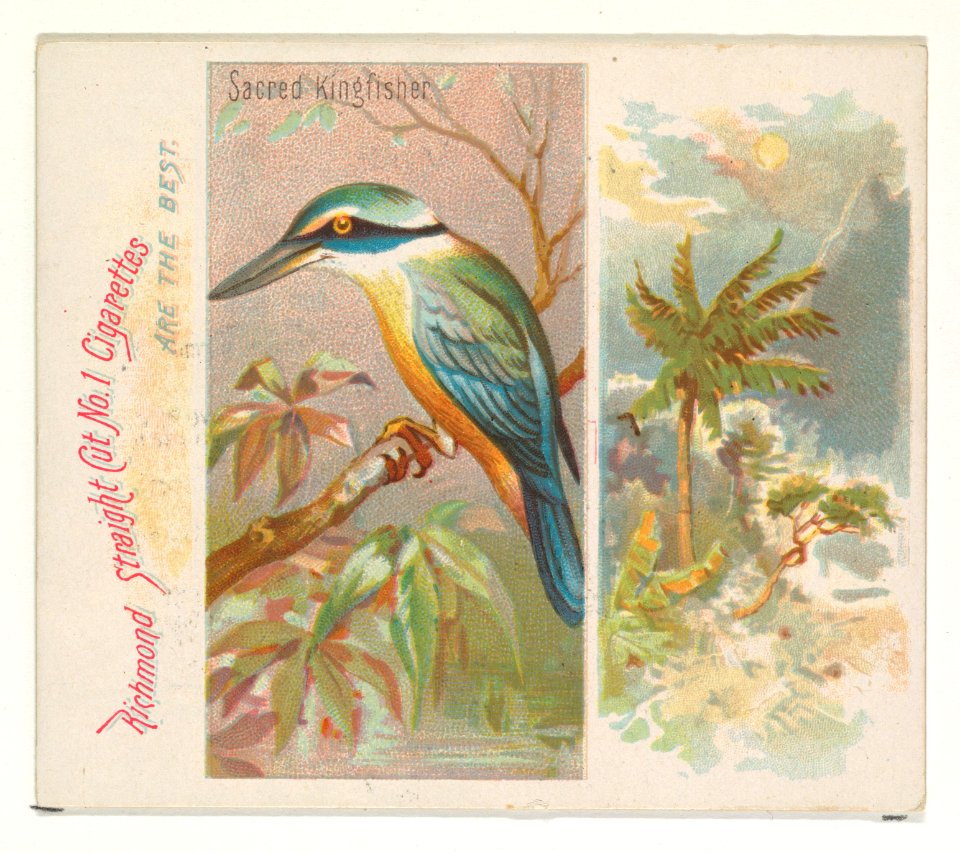 Sacred Kingfisher, from Birds of the Tropics series (N38) for Allen & Ginter Cigarettes MET DP839044