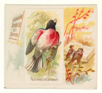 Rose-breasted Grosbeak, from the Song Birds of the World series (N42) for Allen & Ginter Cigarettes MET DP839278