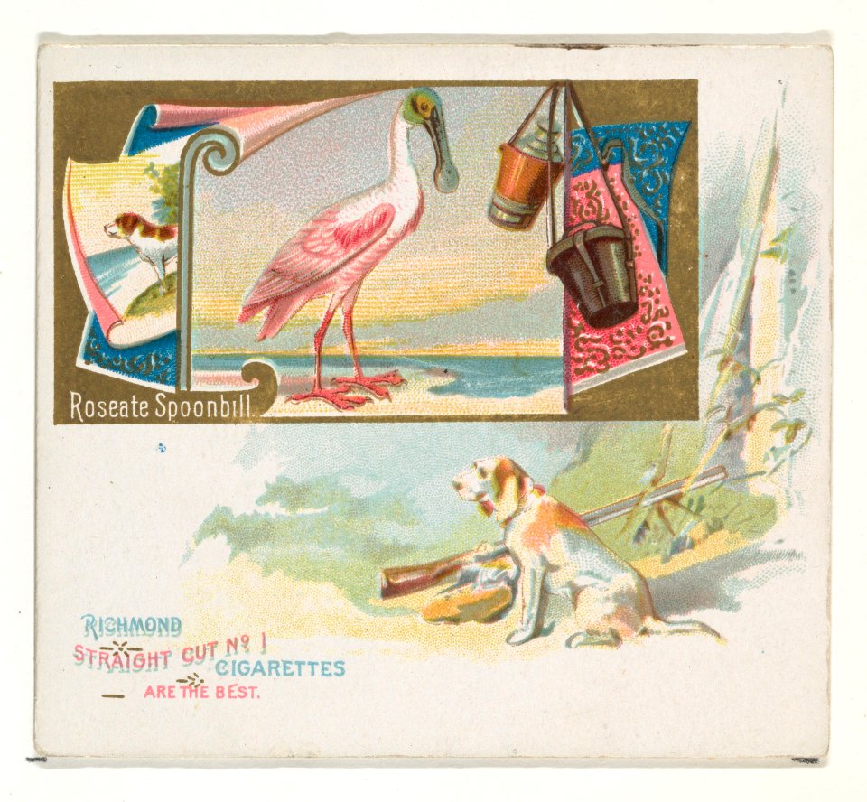 Roseate Spoonbill, from the Game Birds series (N40) for Allen & Ginter Cigarettes MET DP839180