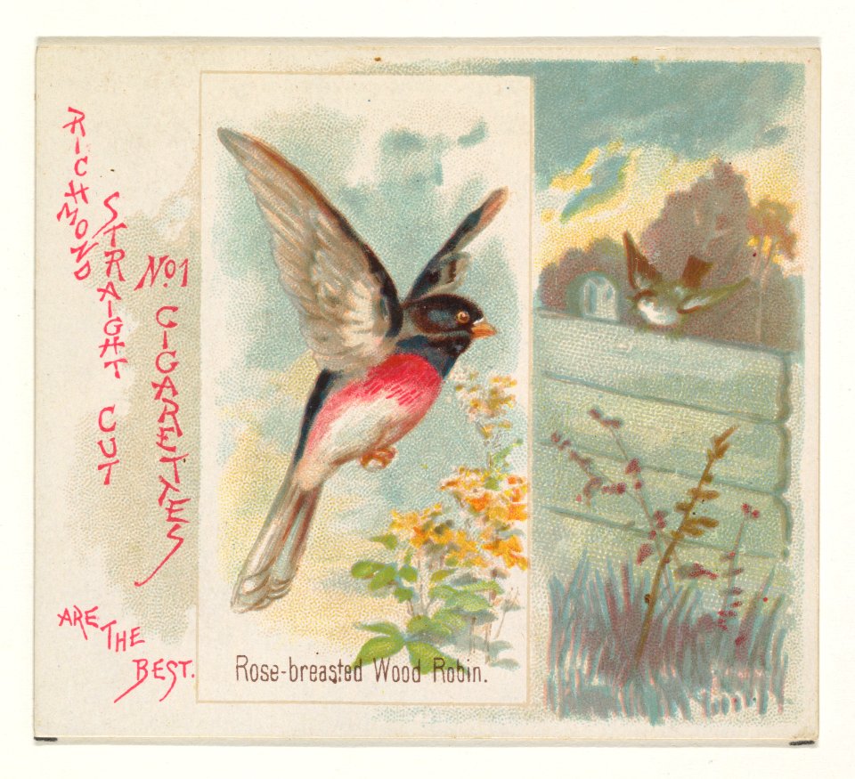 Rose-breasted Wood Robin, from the Song Birds of the World series (N42) for Allen & Ginter Cigarettes MET DP839279