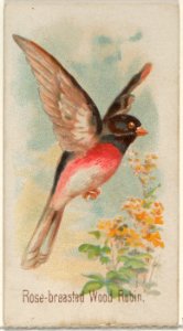 Rose-breasted Wood Robin, from the Song Birds of the World series (N23) for Allen & Ginter Cigarettes MET DP835294
