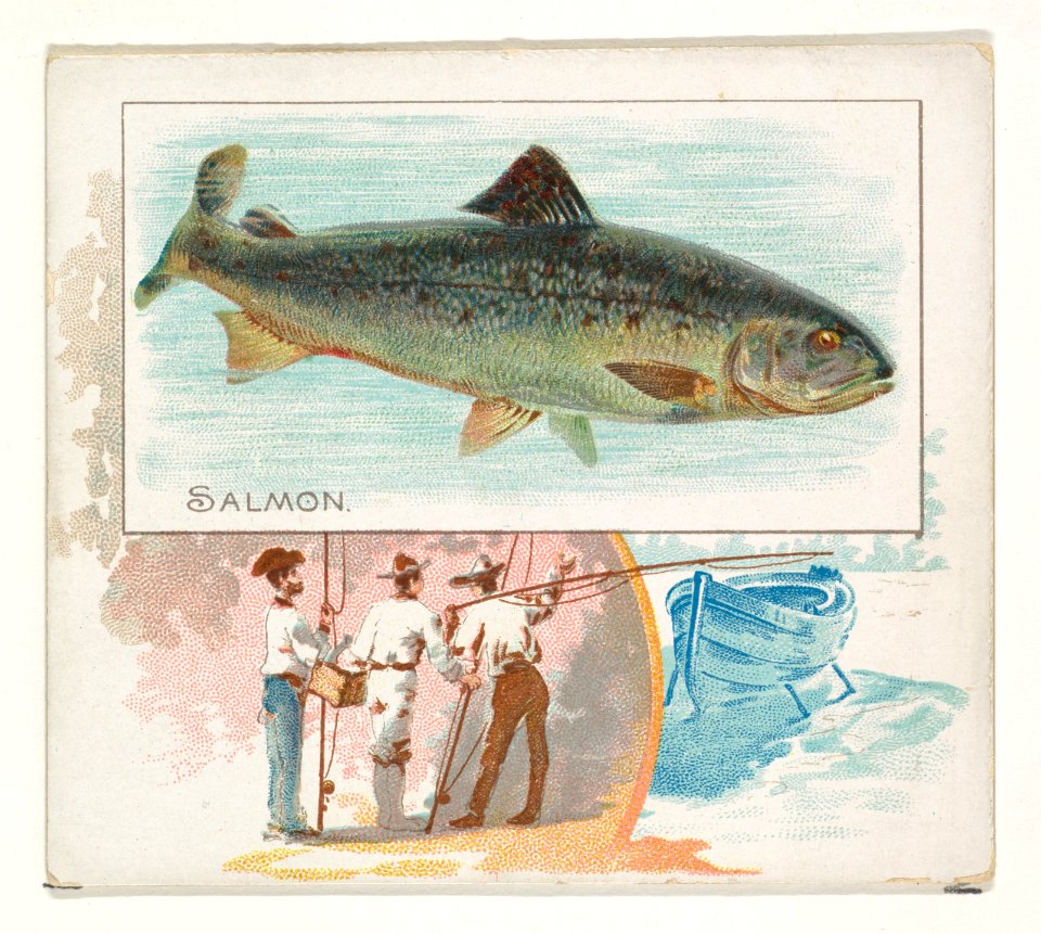 Salmon, from Fish from American Waters series (N39) for Allen & Ginter Cigarettes MET DP839108
