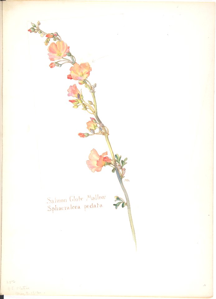 Salmon Globe Mallow, Sphaeralcea pedata MET DP808326