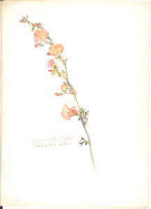 Salmon Globe Mallow, Sphaeralcea pedata MET DP808326