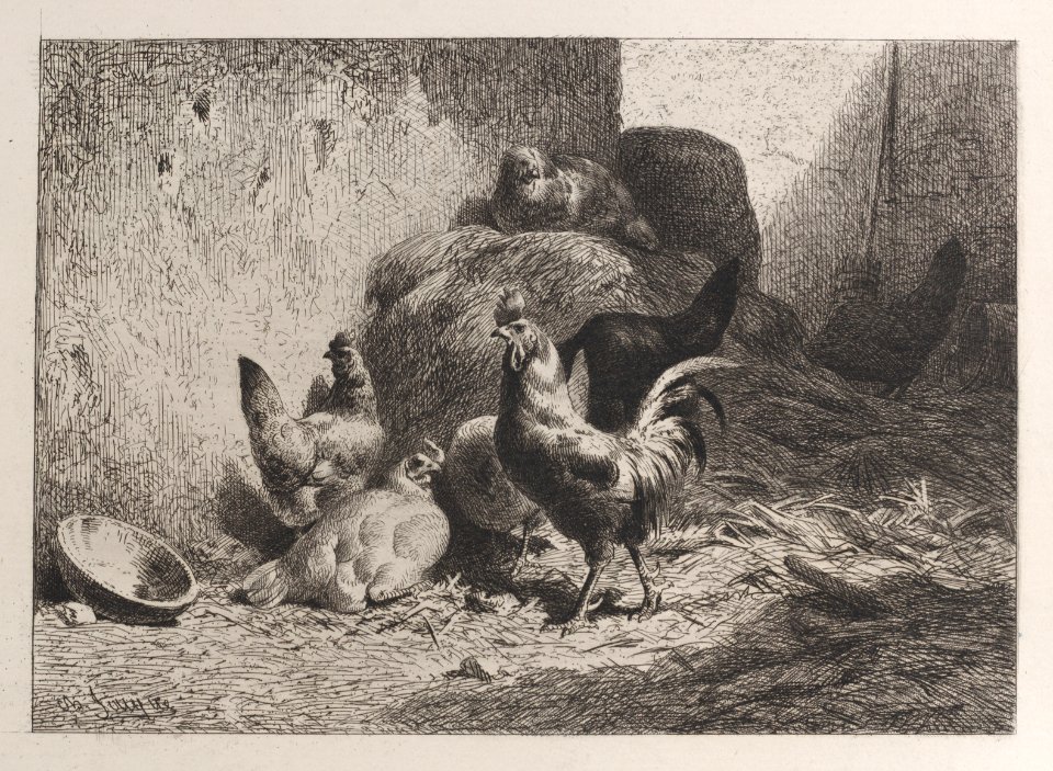 Rooster and Hens Met DP886993