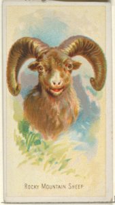 Rocky Mountain Sheep, from the Wild Animals of the World series (N25) for Allen & Ginter Cigarettes MET DP836509