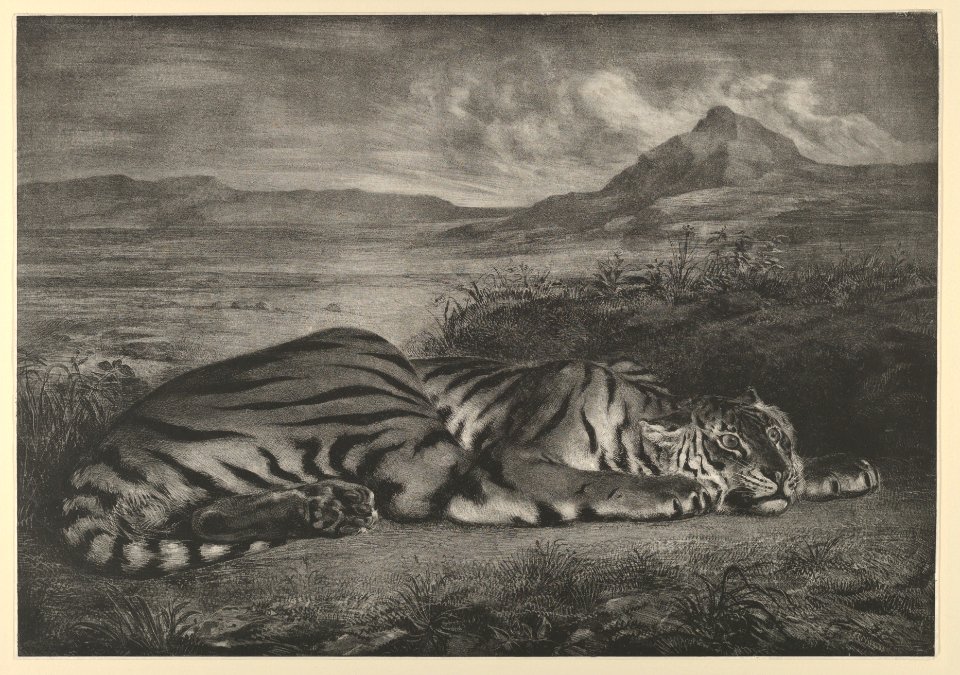Royal Tiger MET DP852114