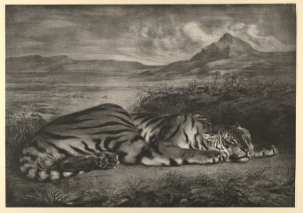 Royal Tiger MET DP852114