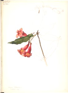 Rhododendron Flowers MET DP808546