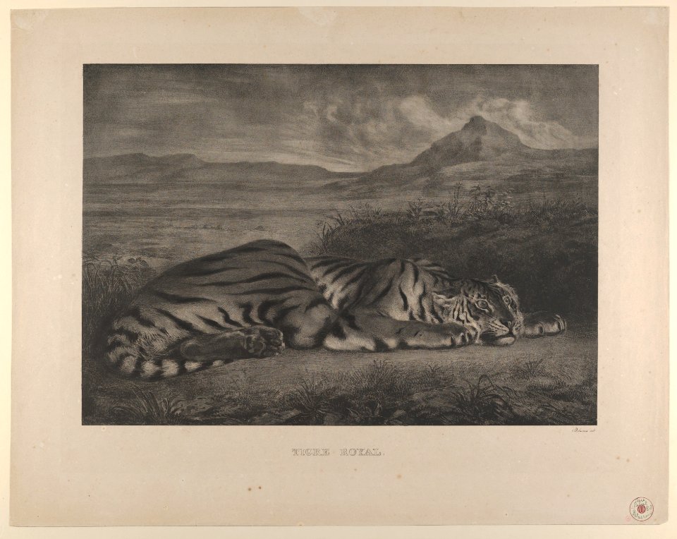 Royal Tiger MET DP852120