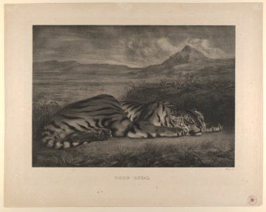 Royal Tiger MET DP852120