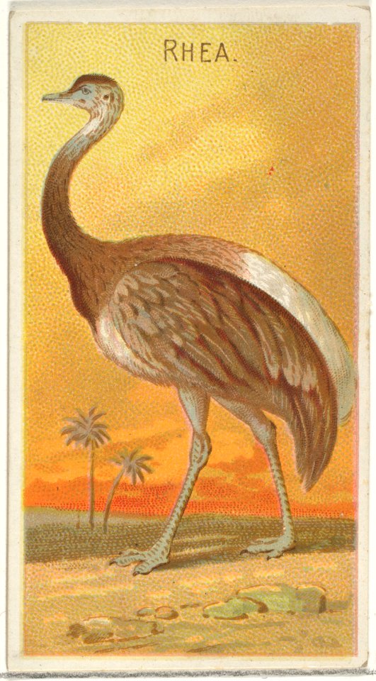 Rhea, from the Birds of the Tropics series (N5) for Allen & Ginter Cigarettes Brands MET DP829140