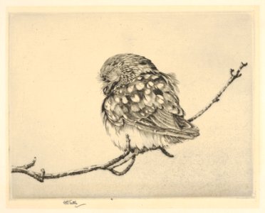 Sleeping Saw-Whet No. 1 MET DP832885