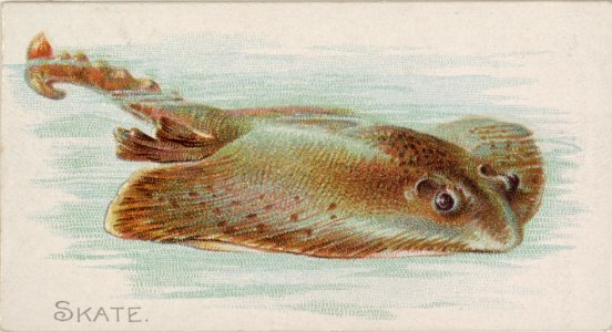 Skate, from the Fish from American Waters series (N8) for Allen & Ginter Cigarettes Brands MET DP830724