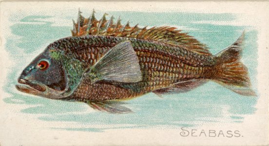Sea Bass, from the Fish from American Waters series (N8) for Allen & Ginter Cigarettes Brands MET DP830719