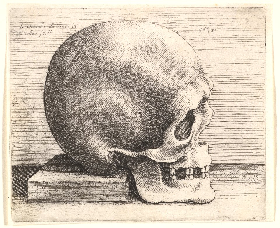 Skull in profile to right MET DP823767