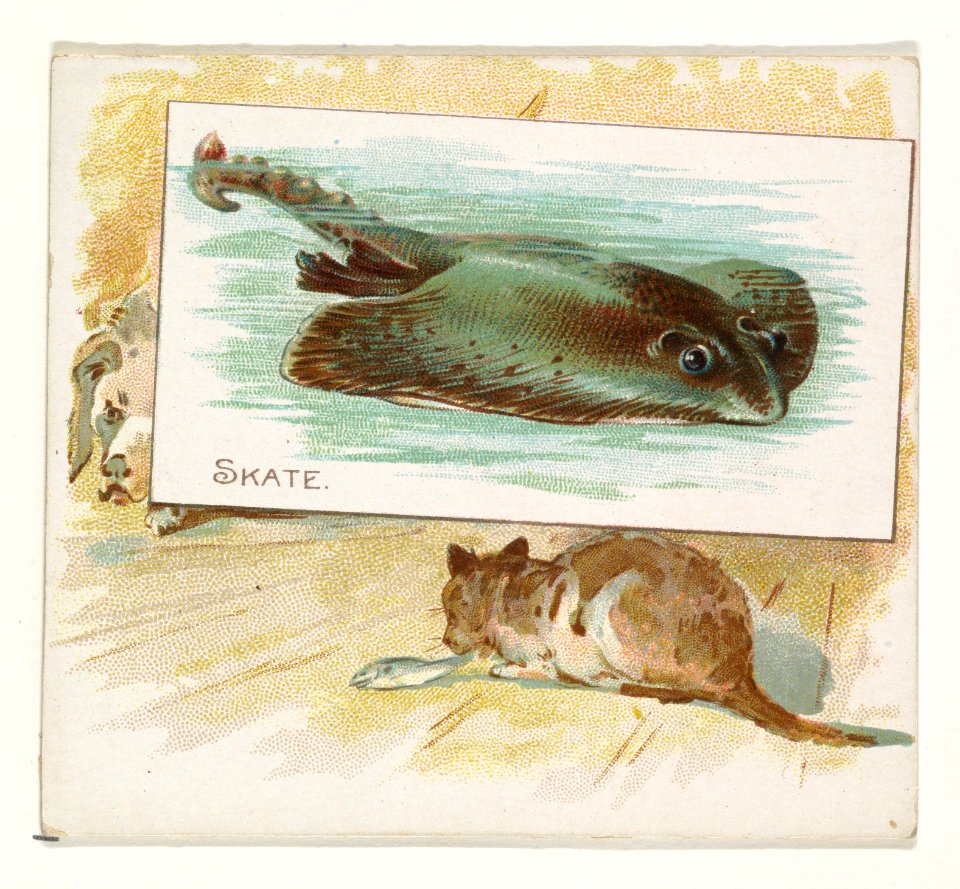 Skate, from Fish from American Waters series (N39) for Allen & Ginter Cigarettes MET DP839116