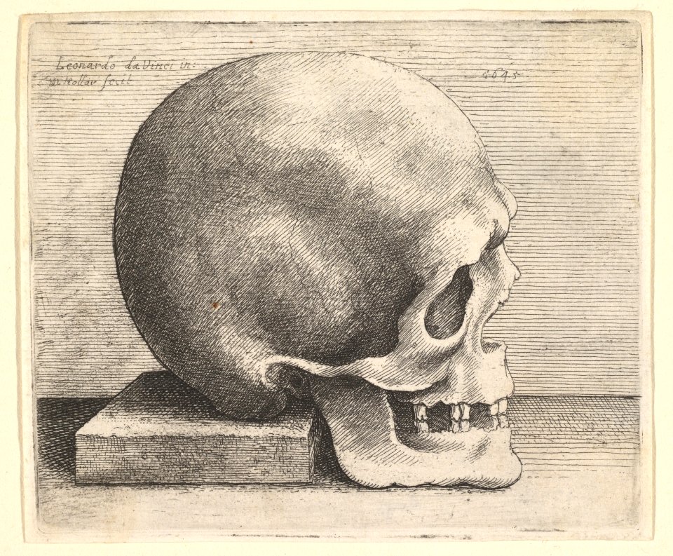 Skull in profile to right MET DP823728