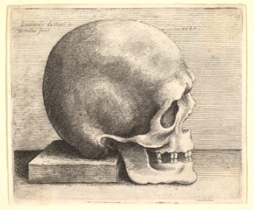 Skull in profile to right MET DP823728