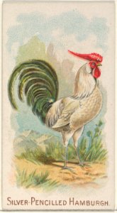 Silver-Pencilled Hamburgh, from the Prize and Game Chickens series (N20) for Allen & Ginter Cigarettes MET DP835086