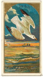 Seagull, from the Birds of America series (N4) for Allen & Ginter Cigarettes Brands MET DP828757