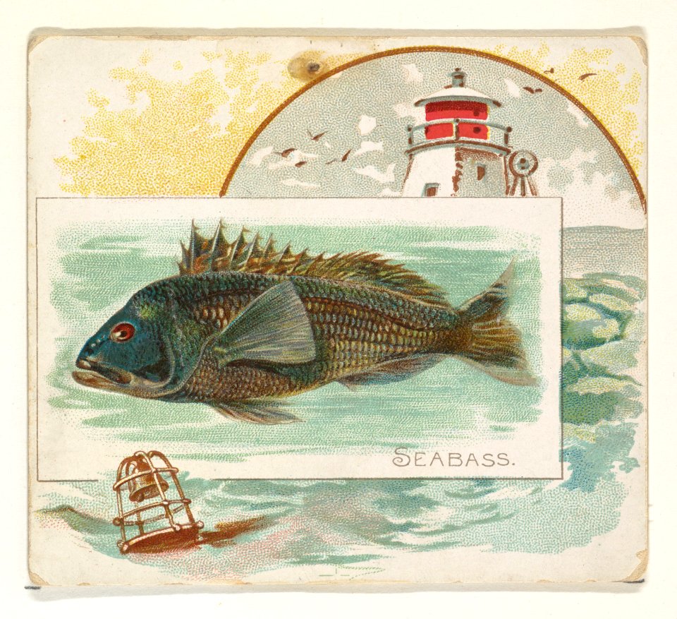 Sea Bass, from Fish from American Waters series (N39) for Allen & Ginter Cigarettes MET DP839111