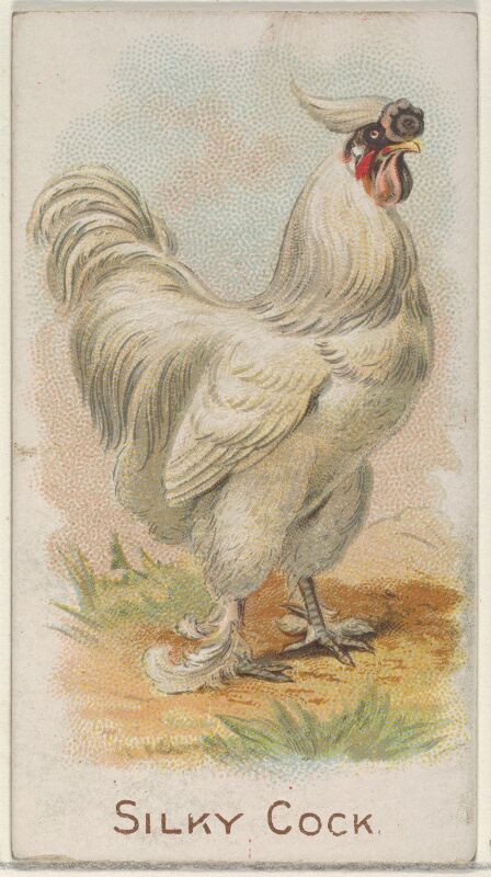 Silky Cock, from the Prize and Game Chickens series (N20) for Allen & Ginter Cigarettes MET DP835088