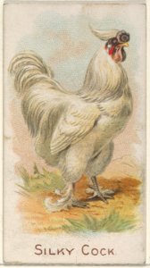 Silky Cock, from the Prize and Game Chickens series (N20) for Allen & Ginter Cigarettes MET DP835088