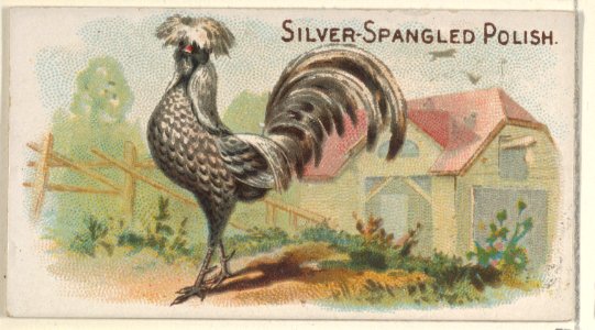 Silver-Spangled Polish, from the Prize and Game Chickens series (N20) for Allen & Ginter Cigarettes MET DP835083